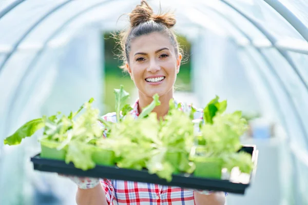 Young woman gardener working in greenhouse with lettuce — Stock Photo, Image