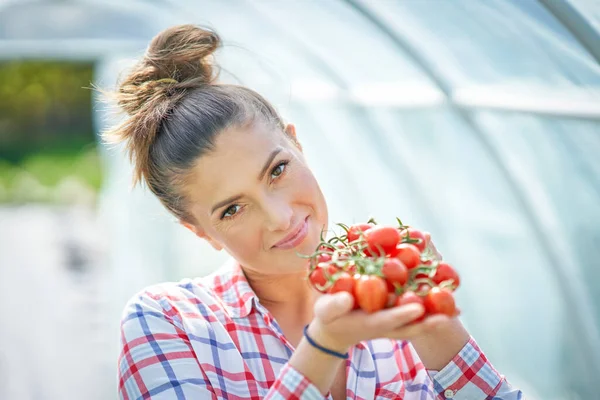 Picture of gardener woman with tomato in greenhouse — Stock Photo, Image