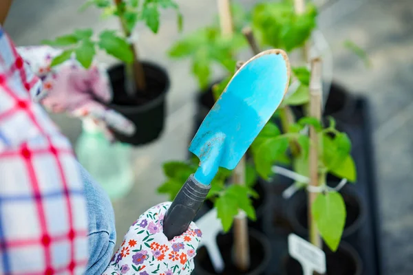 Jovem jardineira trabalhando com tomate em estufa — Fotografia de Stock