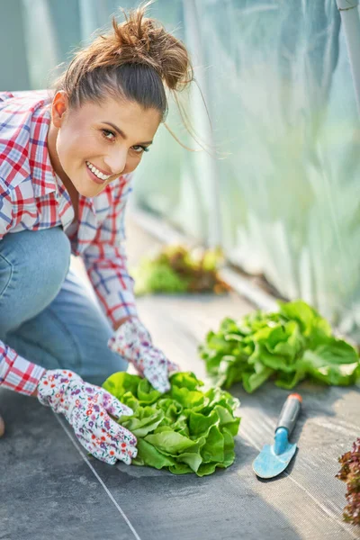 Wanita muda tukang kebun bekerja di rumah kaca dengan selada — Stok Foto