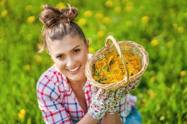 Basket of fresh yellow natural dandelion herb — Stock Photo, Image