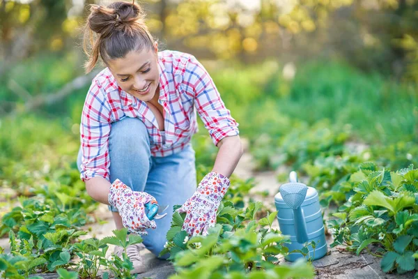 Wanita muda di taman bekerja pada strawberry diajukan — Stok Foto