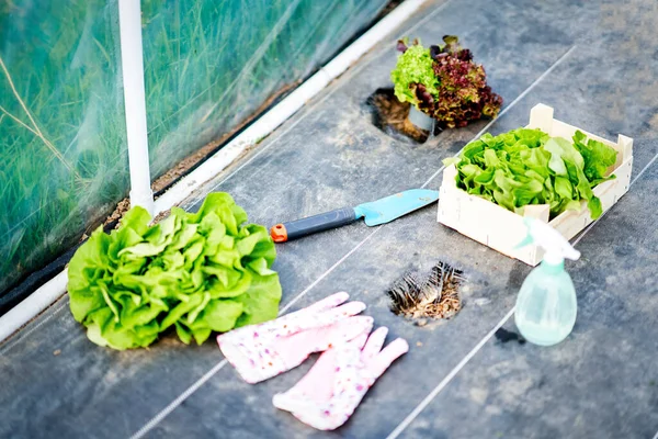 Tools and lettuce in greenhouse during work — Stock Photo, Image
