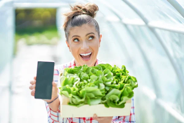 Ung kvinnlig trädgårdsmästare arbetar i växthus med sallad — Stockfoto