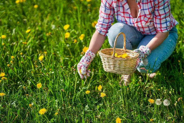 Keranjang hijau segar alami ramuan dandelion — Stok Foto