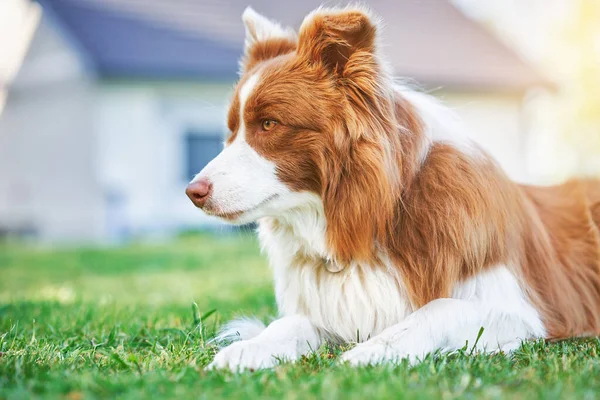 チョコレートブラウンの白い縁取りの犬の写真 高品質の写真 — ストック写真