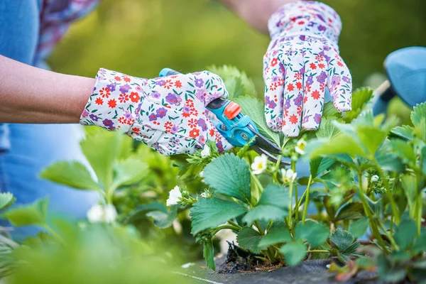 Wanita Muda Taman Bekerja Pada Strawberry Diajukan Foto Berkualitas Tinggi — Stok Foto