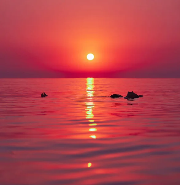 Młoda Kobieta Pływająca Morzu Wschodzie Słońca Wysokiej Jakości Zdjęcie — Zdjęcie stockowe