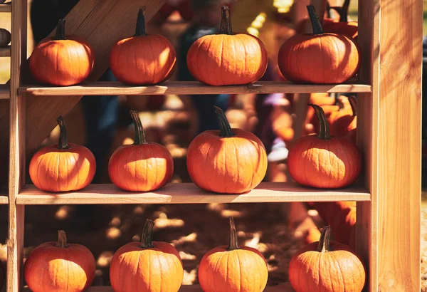 Mooie Kleurrijke Pompoen Houten Planken Hoge Kwaliteit Foto — Stockfoto