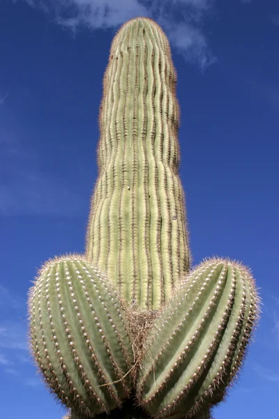Saguaro cactus in arizona zit trots tegen een blauwe hemel met witte pluizige wolken — Stockfoto