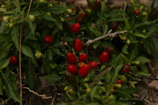 Bacche di rosa canina sul cespuglio — Foto Stock