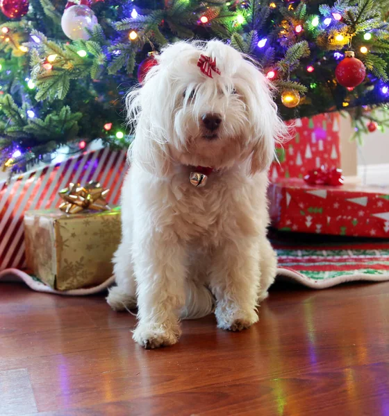 Weihnachtshund Ein Schöner Weißer Hund Sitzt Mit Ein Paar Verpackten — Stockfoto