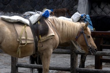 Horses, Mt. Fuji, Japan clipart