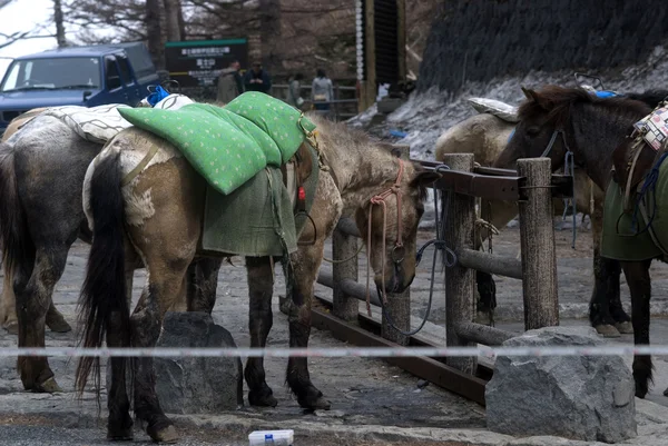 말, 후지산, 일본 — 스톡 사진