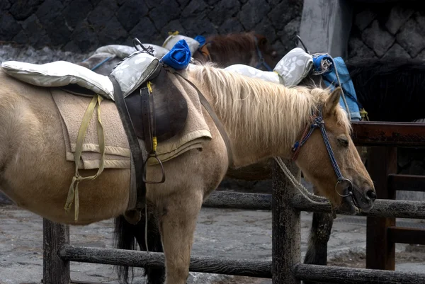 Cavalos, Mt. Fuji, Japão — Fotografia de Stock