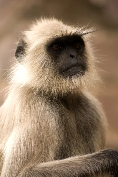 Hanuman langur, ranthambore εθνικό πάρκο, Ινδία — Φωτογραφία Αρχείου