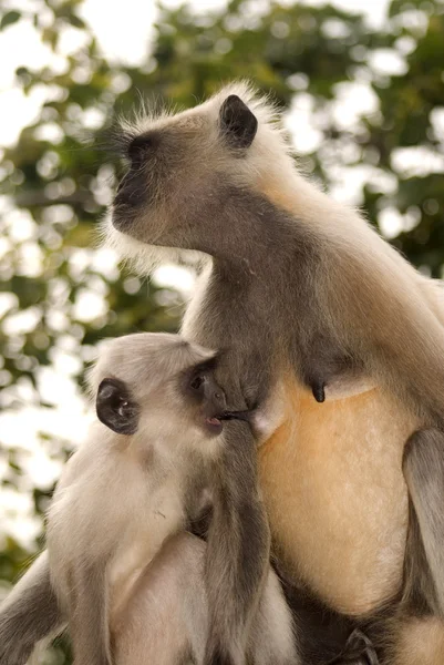 Hanuman langur, Ranthambore National Park, Índia — Fotografia de Stock