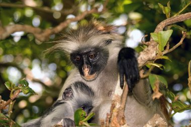Kırmızı Colobus, Jozani-Chwaka Ulusal Parkı, Zanzibar, Tanzanya