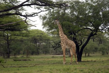 Giraffe, Selous Game Reserve, Tanzania clipart