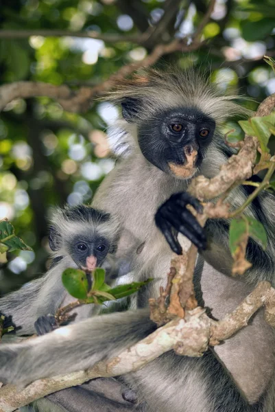 Red Colobus, Εθνικό Πάρκο Jozani-Chwaka, Ζανζιβάρη, Τανζανία — Φωτογραφία Αρχείου