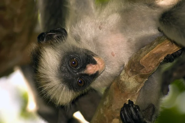 Rode colobus, jozani-chwaka nationaal park, zanzibar, tanzania — Stockfoto