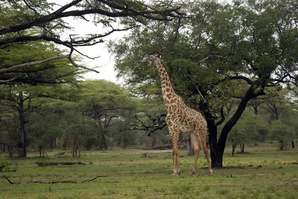 Girafa, Reserva Selous Game, Tanzânia — Fotografia de Stock
