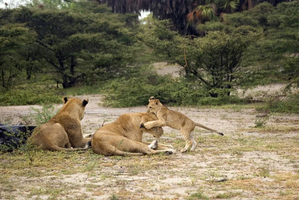 Aslan, selous oyun ayırmak, Tanzanya