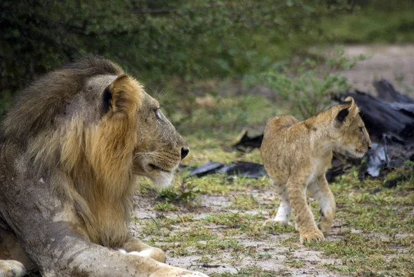 Aslan, selous oyun ayırmak, Tanzanya