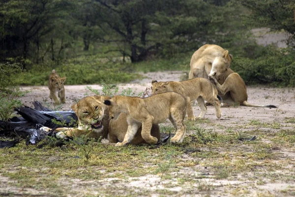 Aslan, selous oyun ayırmak, Tanzanya