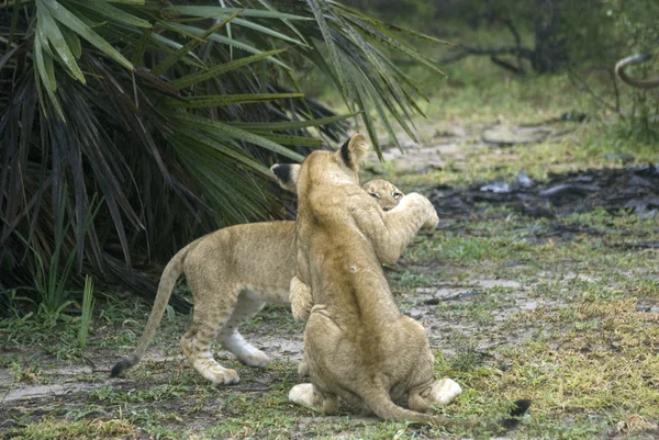 Leões, Reserva Selous Game, Tanzânia — Fotografia de Stock