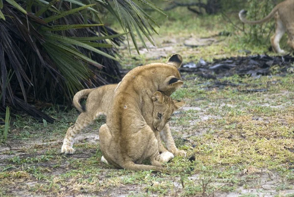 Leões, Reserva Selous Game, Tanzânia — Fotografia de Stock