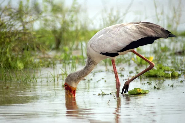 Yellow-billed stork, Selous Game Reserve, Tanzania — Stock Photo, Image