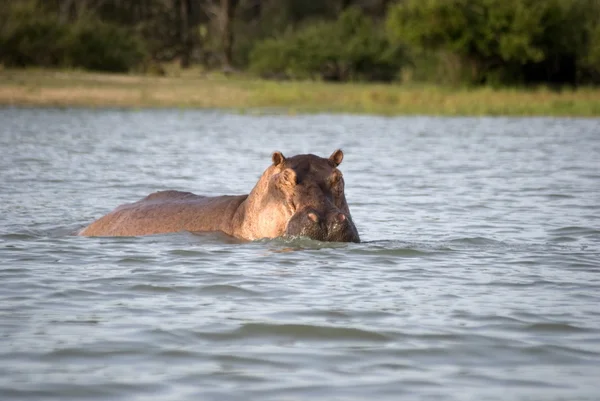 Hippo, Reserva Selous Game, Tanzânia — Fotografia de Stock