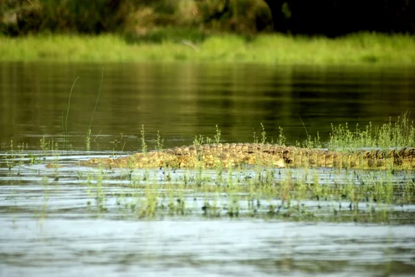 Crocodile, Selous Game Reserve, Tanzanie — Photo