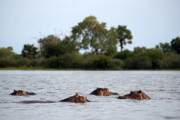 Hippos, Reserva Selous Game, Tanzânia — Fotografia de Stock