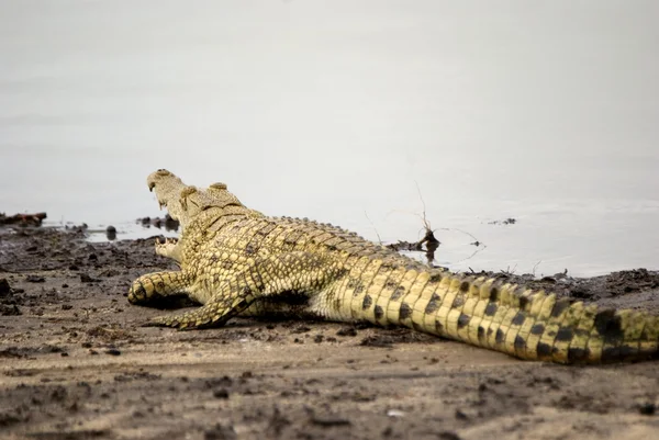 Coccodrillo, Selous Game Reserve, Tanzania — Foto Stock