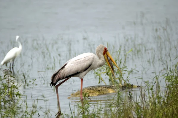 Yellow-billed stork, Selous Game Reserve, Tanzania — Stock Photo, Image