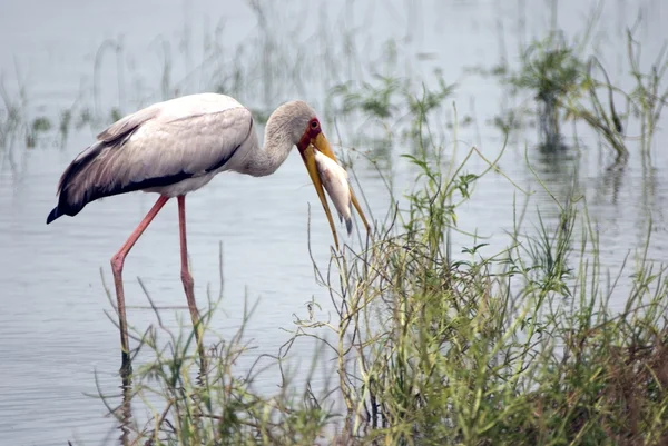 Yellow-billed stork, Selous Game Reserve, Tanzania — Stock Photo, Image