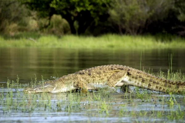 Krokodil, selous wildpark, tanzania Rechtenvrije Stockafbeeldingen
