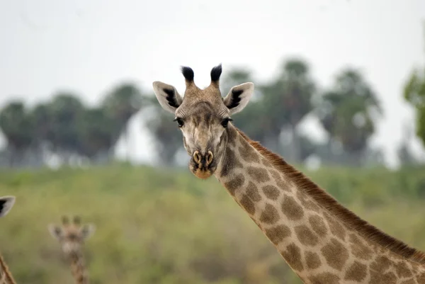 Жираф, Selous Game Reserve, Танзания Стоковое Фото