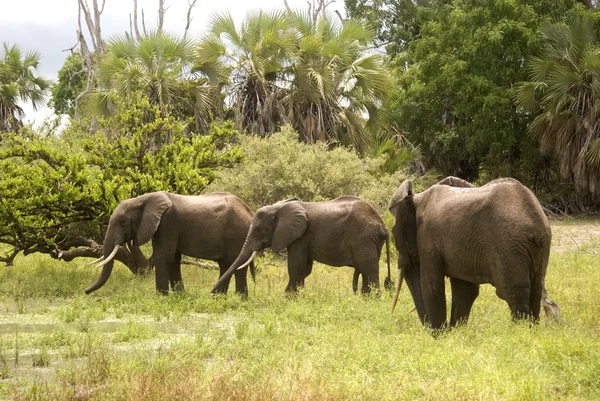 Слони, гра Selous заповідник, Танзанія Стокове Фото