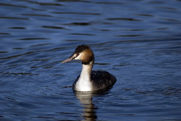 Grande grebe crestato, Eindhoven, Paesi Bassi — Foto Stock