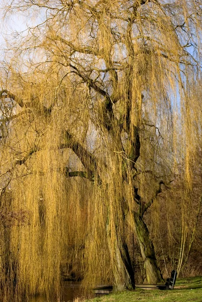 Willow, eindhoven, Hollanda