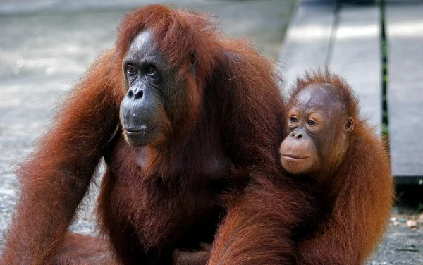 Bebeği semenggoh, borneo, Malezya ile orangutan