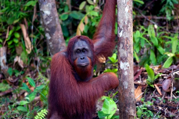 Мужской орангутанг, Semenggoh, Борнео, Малайзия — стоковое фото