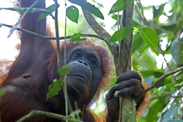 Мужской орангутанг, Semenggoh, Борнео, Малайзия — стоковое фото