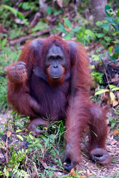 Mężczyzna orangutan, semenggoh, borneo, Malezja — Zdjęcie stockowe