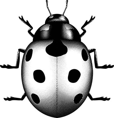 Çizelge Tahtası İşlenmiş Uğur Böceği Çizimi