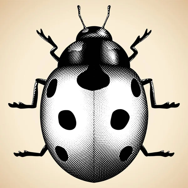 Εικονογράφηση Του Scratchboard Χαραγμένη Ladybug Λευκό Γέμισμα — Διανυσματικό Αρχείο