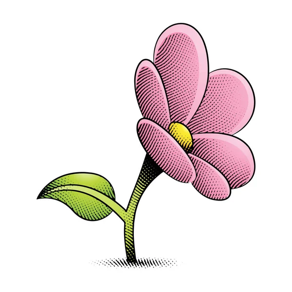 Illustration Von Scratchboard Gravierte Daisy Flower Mit Gelber Und Pinkfarbener — Stockvektor